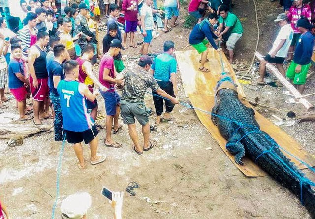 Bắt c&aacute; sấu nặng nửa tấn ăn thịt người - Ảnh 1.