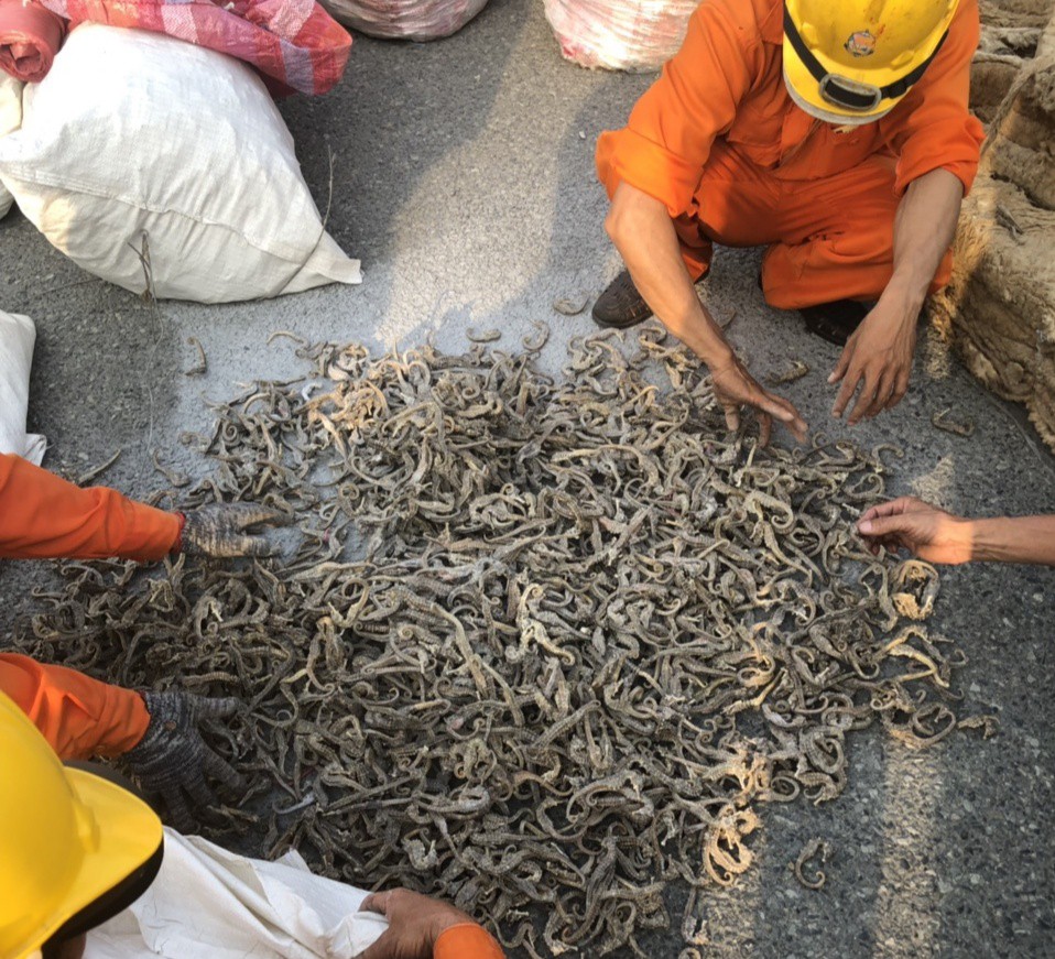 500 kg cá ngựa khô được giấu trong da cừu