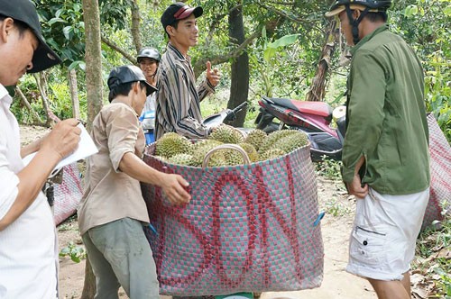 Thêm cửa cho sầu riêng, bưởi... vào Trung Quốc