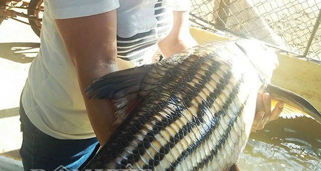 Chiến thuật săn cá "khủng" trên dòng Sê San