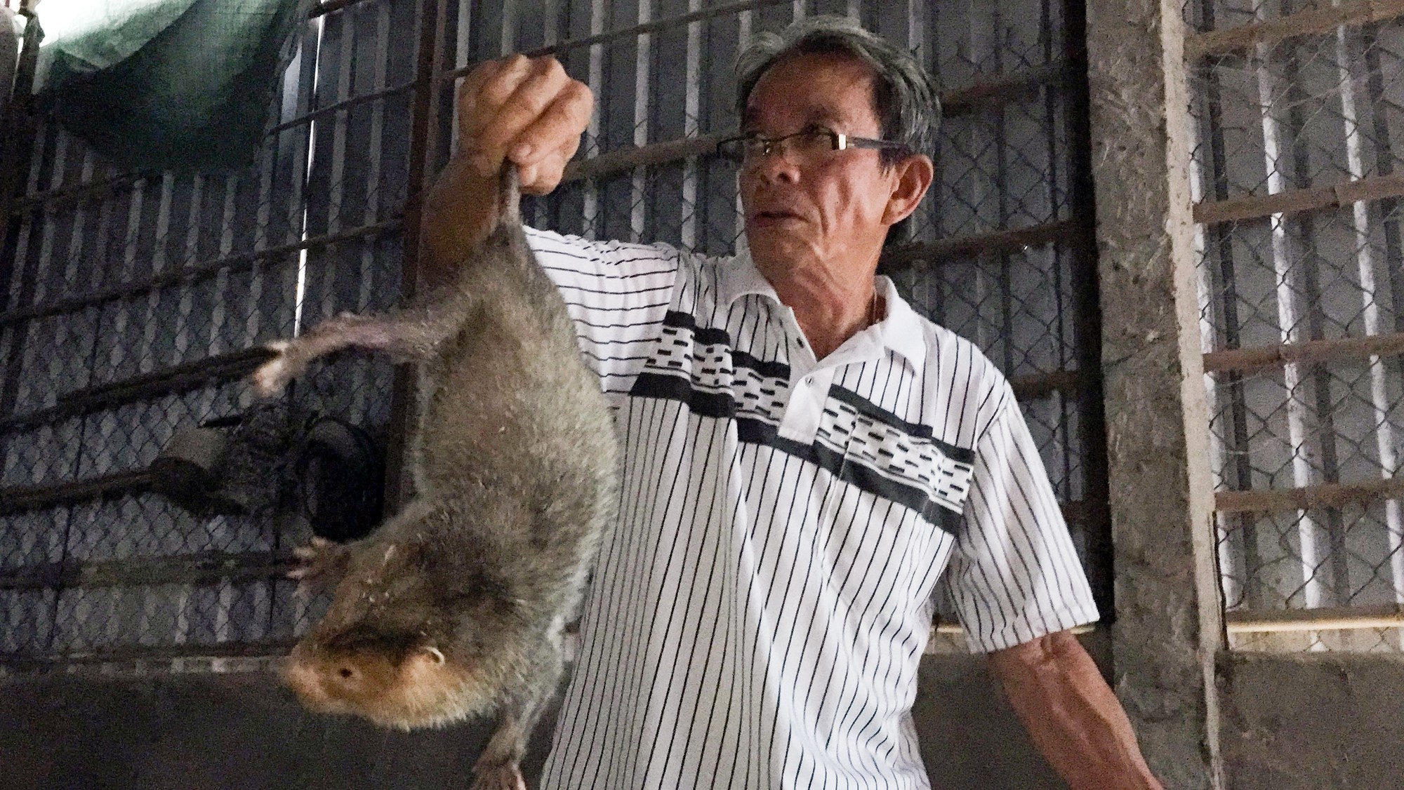 Lấy tre nuôi dúi, “bỏ túi” 30 triệu đồng/tháng