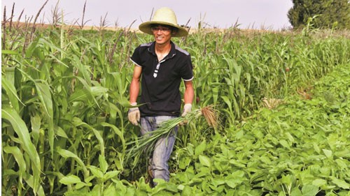 Tiến sĩ "rủ nhau" về quê làm nông nghiệp organic