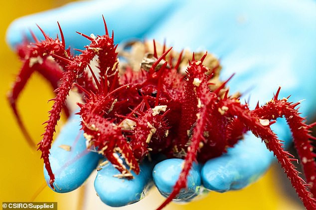 Sững sờ trước 100 loài không tên dưới đáy biển sâu