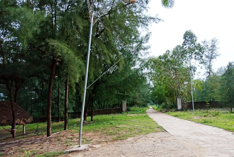 Cận cảnh những c&aacute;nh rừng ph&ograve;ng hộ ven biển Thanh H&oacute;a bị &ldquo;x&oacute;a sổ&rdquo; sau 1 quyết định - Ảnh 11.