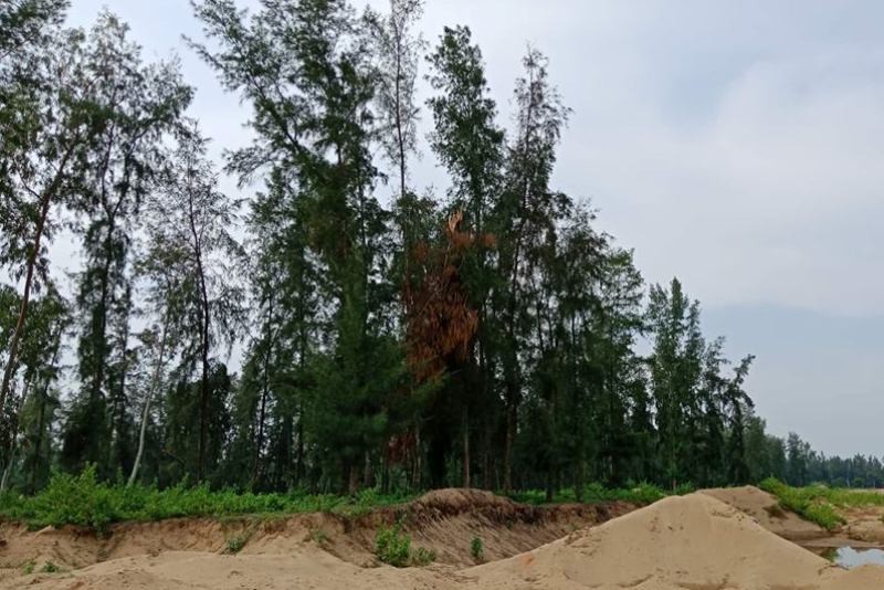 Cận cảnh những c&aacute;nh rừng ph&ograve;ng hộ ven biển Thanh H&oacute;a bị &ldquo;x&oacute;a sổ&rdquo; sau 1 quyết định - Ảnh 10.
