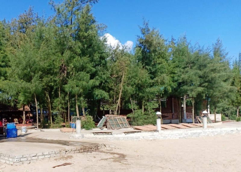 Cận cảnh những c&aacute;nh rừng ph&ograve;ng hộ ven biển Thanh H&oacute;a bị &ldquo;x&oacute;a sổ&rdquo; sau 1 quyết định - Ảnh 2.