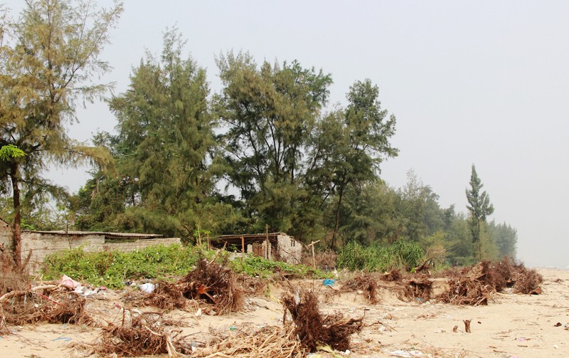 Cận cảnh những c&aacute;nh rừng ph&ograve;ng hộ ven biển Thanh H&oacute;a bị &ldquo;x&oacute;a sổ&rdquo; sau 1 quyết định - Ảnh 12.