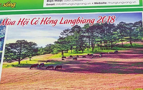 "Xài chùa" hình ảnh cỏ hồng: Ban tổ chức xin lỗi vì thiếu... kinh nghiệm