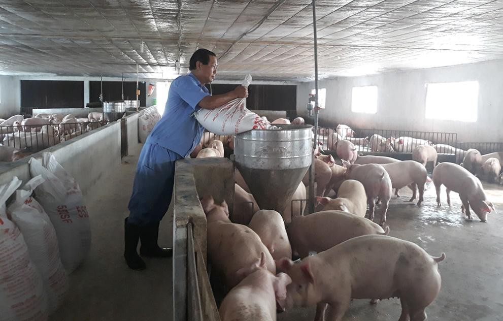 H&agrave;ng ng&agrave;n n&ocirc;ng d&acirc;n đổi đời nhờ m&ocirc; h&igrave;nh chăn nu&ocirc;i heo ti&ecirc;u chuẩn quốc tế - Ảnh 2.