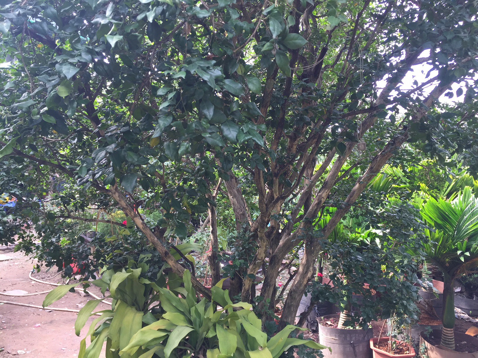 Cây kiểng Tết độc, lạ giá bạc triệu tràn về TP HCM - Ảnh 4.