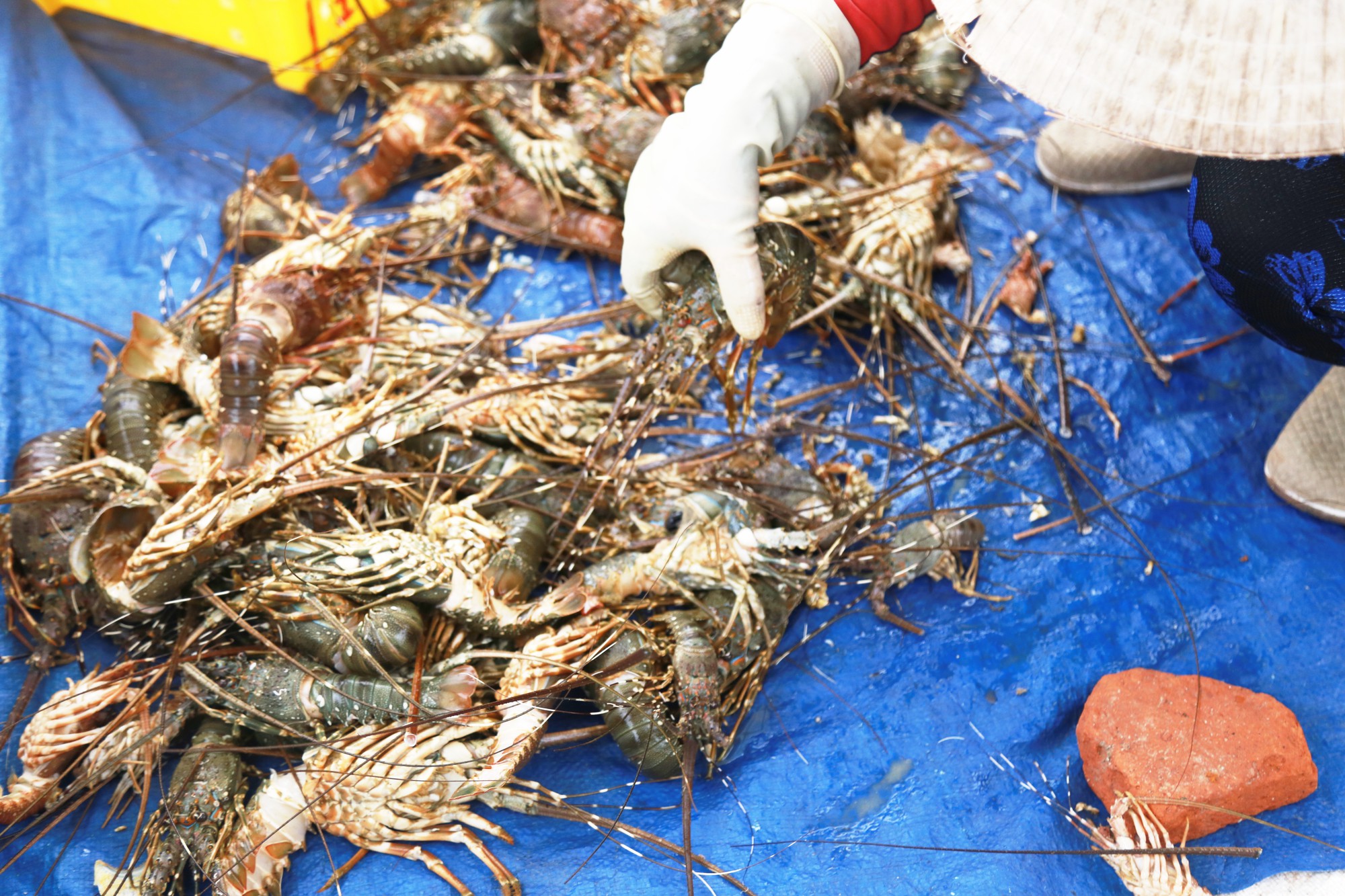 Tôm hùm ở Cam Ranh chỉ còn 100.000 đồng/kg sau bão