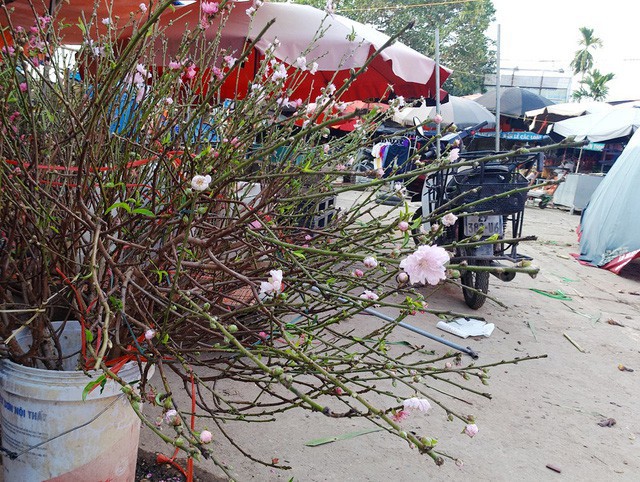 Chuyện lạ: Hoa đ&agrave;o bất ngờ bung nở rầm rộ, gi&aacute; 200.000 đồng/c&agrave;nh  - Ảnh 4.