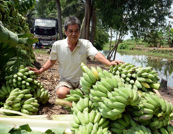 Mùa chuối “đắng”