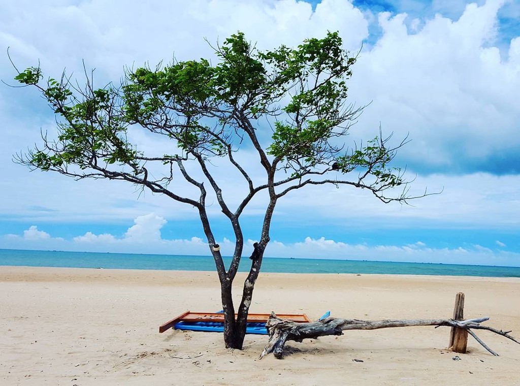 10 cây cô đơn "sống ảo" của giới trẻ Việt Nam