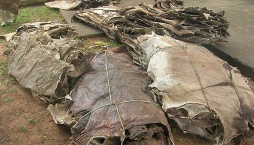 Cơn khát da lừa - Ảnh 1.