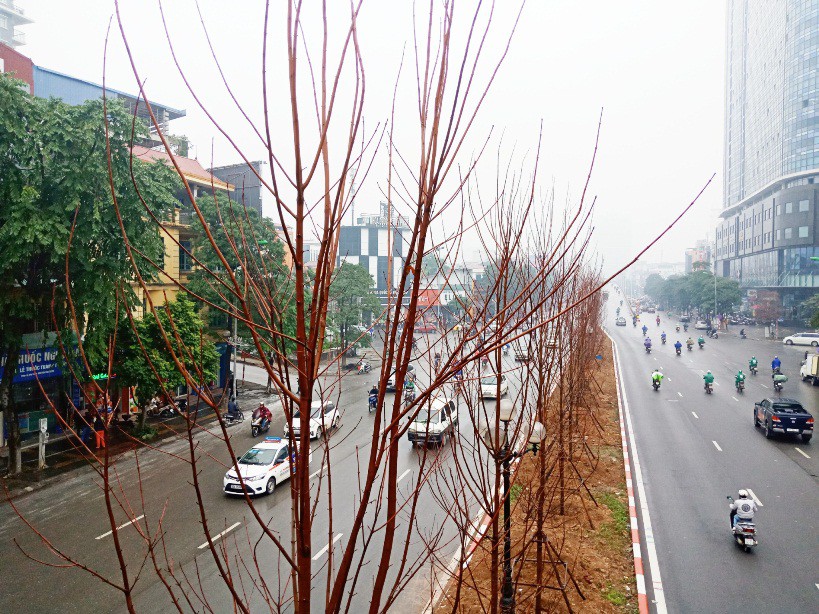 Hàng trăm cây phong lá đỏ được trồng giữa Thủ đô - Ảnh 1.
