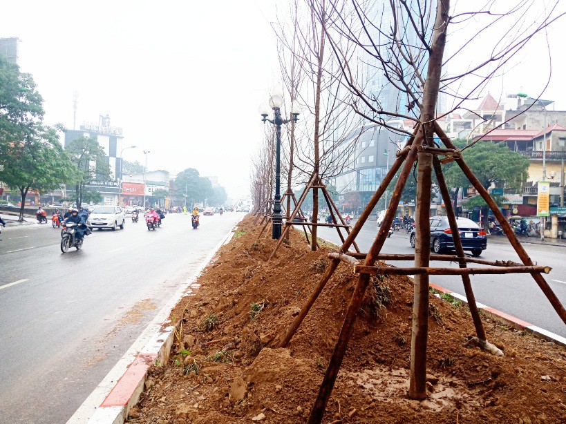 Hàng trăm cây phong lá đỏ được trồng giữa Thủ đô - Ảnh 3.