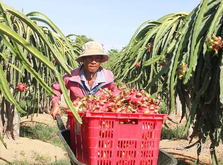 Thương lái Trung Quốc đẩy giá thanh long tăng vọt