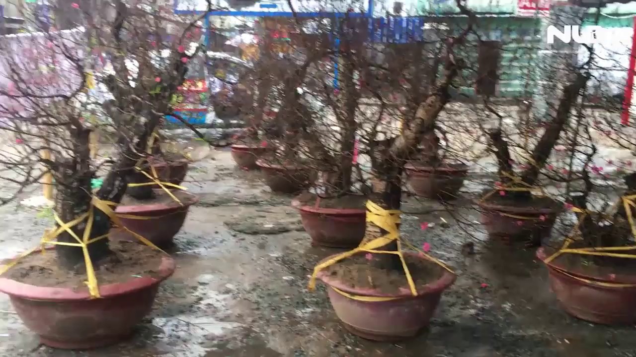 TP HCM: Hoa đào đã xuống phố