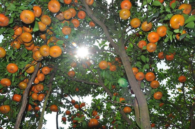 Ngắm vườn qu&yacute;t hồng trĩu quả của n&ocirc;ng d&acirc;n Đồng Th&aacute;p - Ảnh 1.