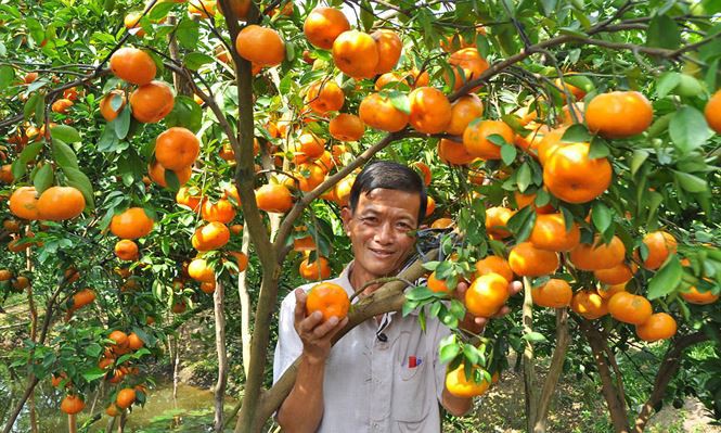 Ngắm vườn qu&yacute;t hồng trĩu quả của n&ocirc;ng d&acirc;n Đồng Th&aacute;p - Ảnh 2.