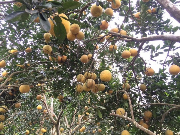 Giá bưởi Diễn trồng ở Hoà Bình rẻ chưa từng có - Ảnh 1.
