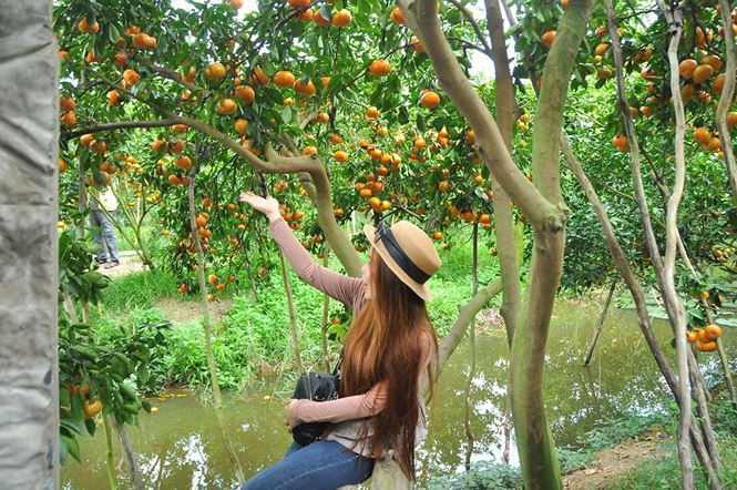 Ngắm vườn qu&yacute;t hồng trĩu quả của n&ocirc;ng d&acirc;n Đồng Th&aacute;p - Ảnh 3.