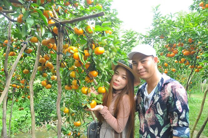 Ngắm vườn qu&yacute;t hồng trĩu quả của n&ocirc;ng d&acirc;n Đồng Th&aacute;p - Ảnh 4.