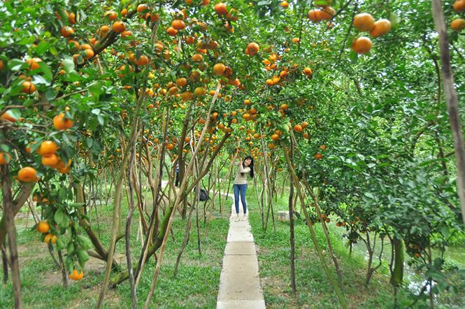 Ngắm vườn qu&yacute;t hồng trĩu quả của n&ocirc;ng d&acirc;n Đồng Th&aacute;p - Ảnh 5.