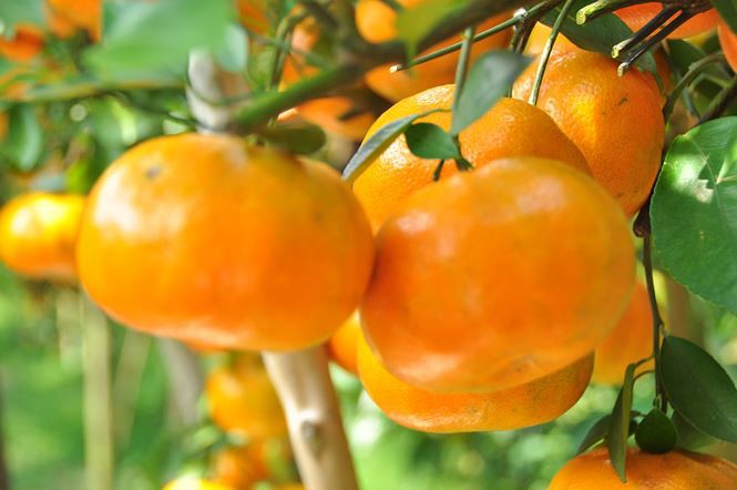 Ngắm vườn qu&yacute;t hồng trĩu quả của n&ocirc;ng d&acirc;n Đồng Th&aacute;p - Ảnh 6.