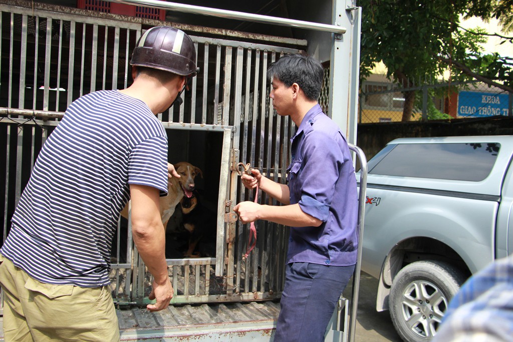 Biệt đội săn ch&oacute; thả r&ocirc;ng ở S&agrave;i th&agrave;nh - Ảnh 11.