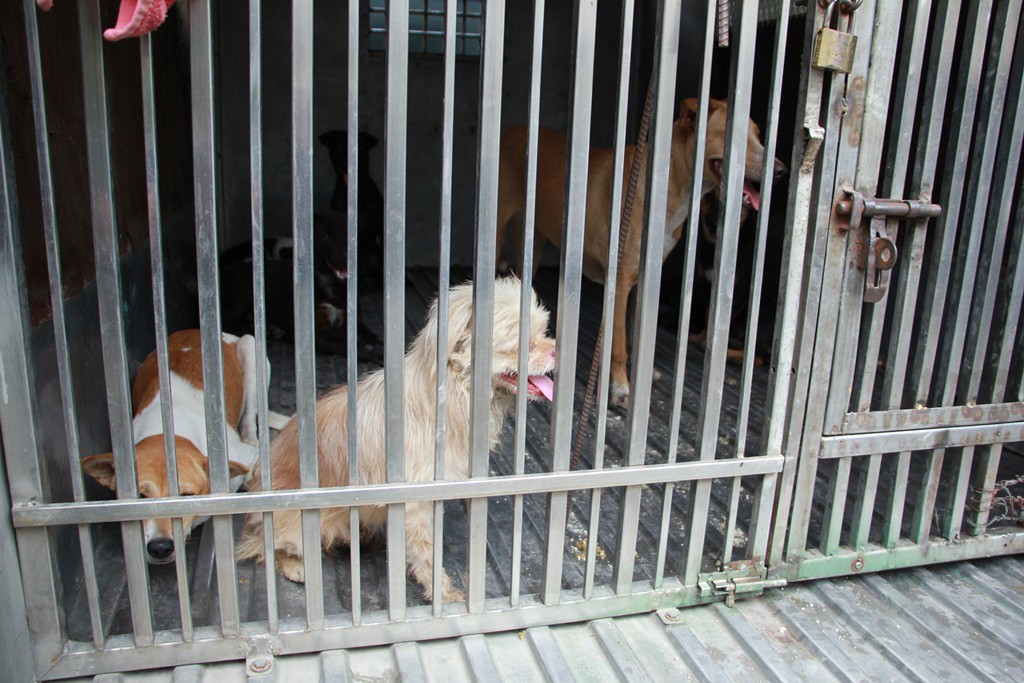 Biệt đội săn ch&oacute; thả r&ocirc;ng ở S&agrave;i th&agrave;nh - Ảnh 10.