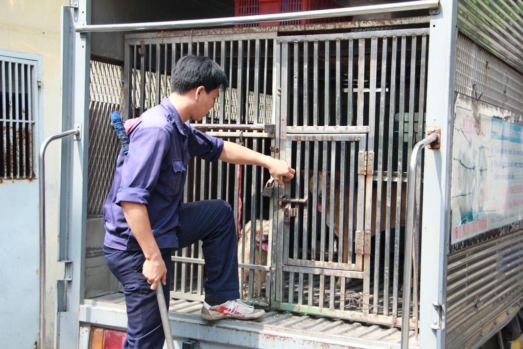 Biệt đội săn ch&oacute; thả r&ocirc;ng ở S&agrave;i th&agrave;nh - Ảnh 13.