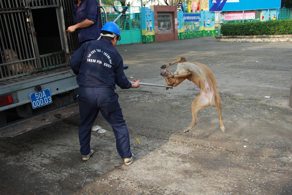 Biệt đội săn ch&oacute; thả r&ocirc;ng ở S&agrave;i th&agrave;nh - Ảnh 6.