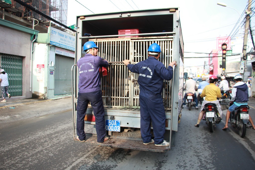 Biệt đội săn ch&oacute; thả r&ocirc;ng ở S&agrave;i th&agrave;nh - Ảnh 1.