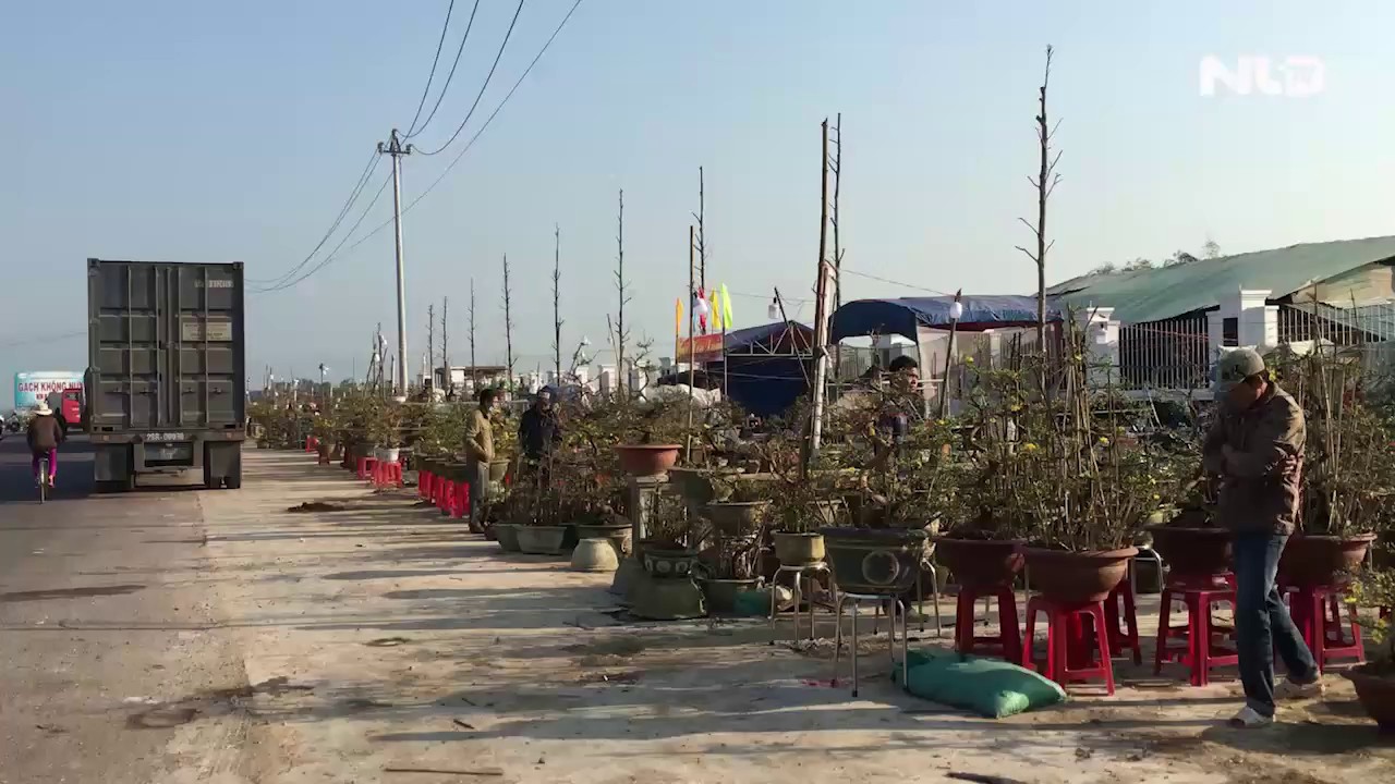 Những làng trồng mai chuyên nghiệp thu tiền tỉ ở An Nhơn, Bình Định