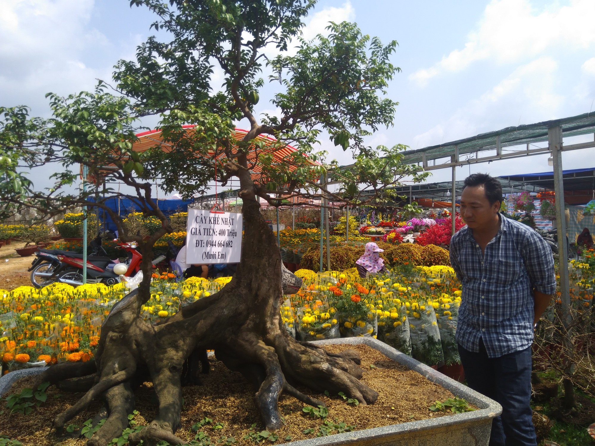 Chiêm ngưỡng cây khế hình chó, dừa 15 ngọn giá nửa tỉ ở Phú Quốc