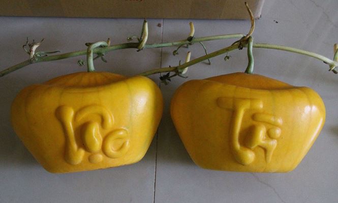3,5 triệu đồng một trái dưa hấu thỏi vàng chưng Tết - Ảnh 9.
