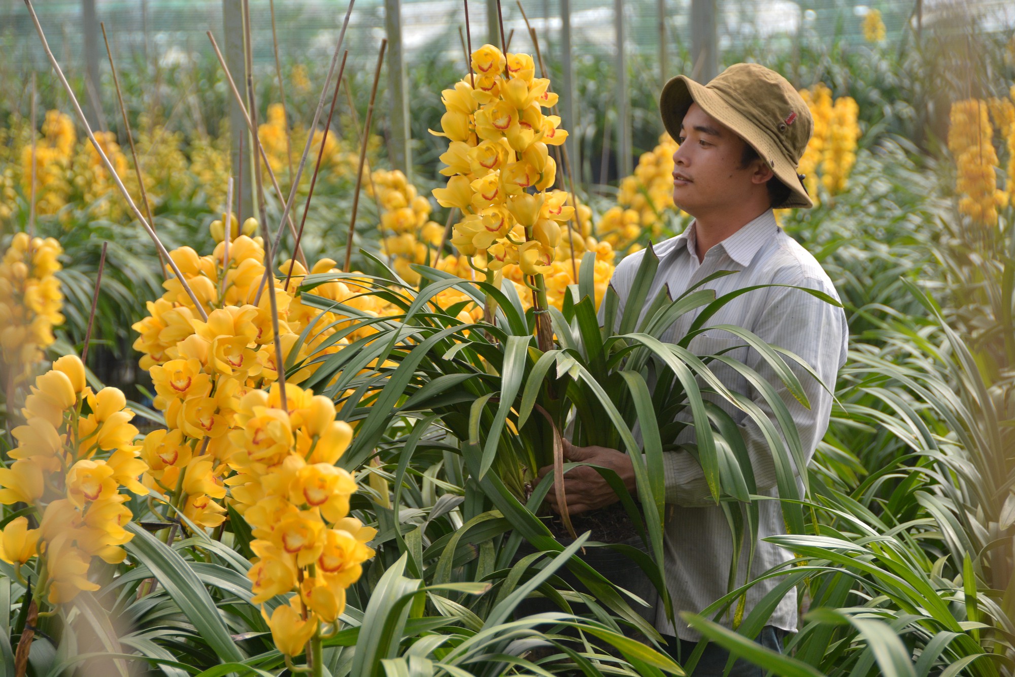 Hoa Đà Lạt hút khách, giá cao kỷ lục
