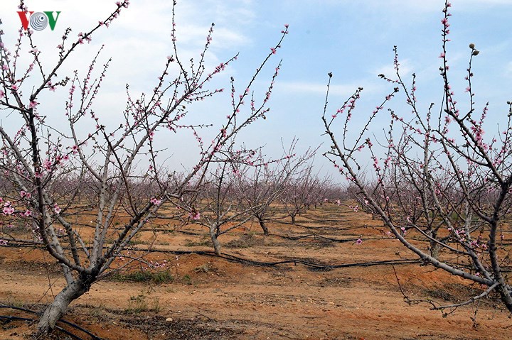 Sắc đ&agrave;o tr&ecirc;n sa mạc Sahara - Ảnh 1.