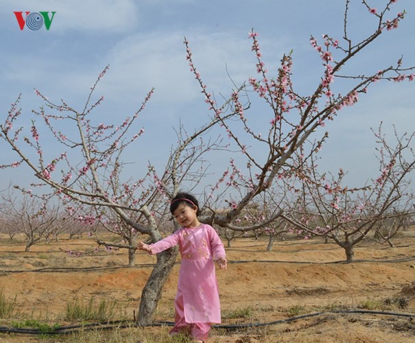 Sắc đ&agrave;o tr&ecirc;n sa mạc Sahara - Ảnh 2.