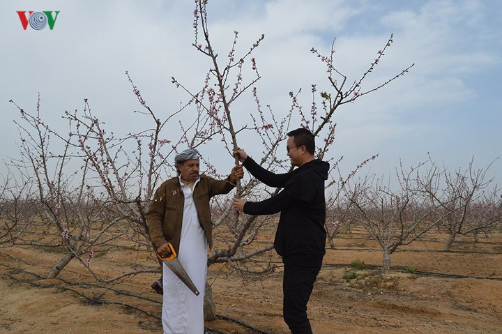 Sắc đ&agrave;o tr&ecirc;n sa mạc Sahara - Ảnh 6.
