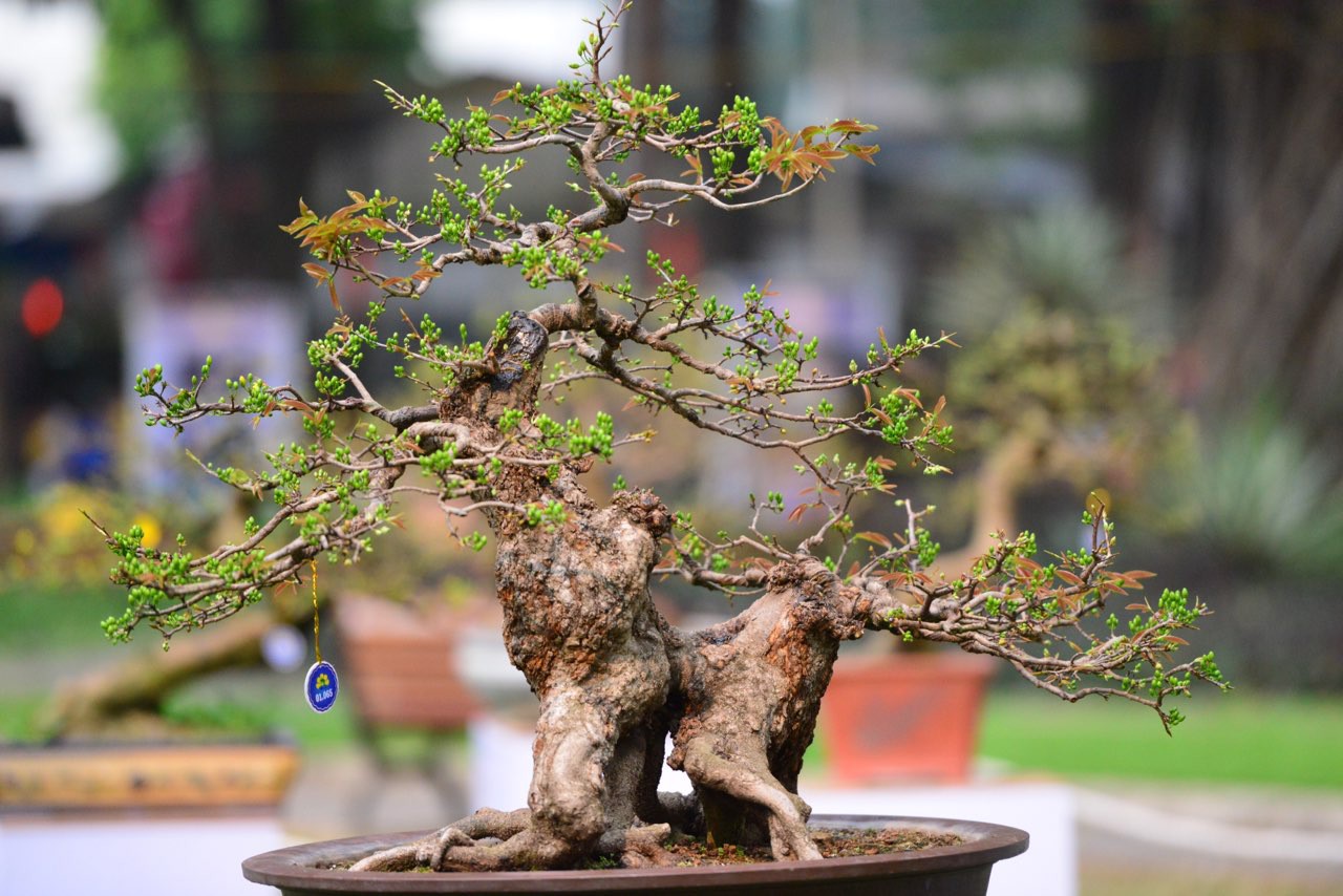 Hội Hoa Xuân TP HCM 2018: Ngất ngây trước kỳ hoa dị thảo - Ảnh 3.