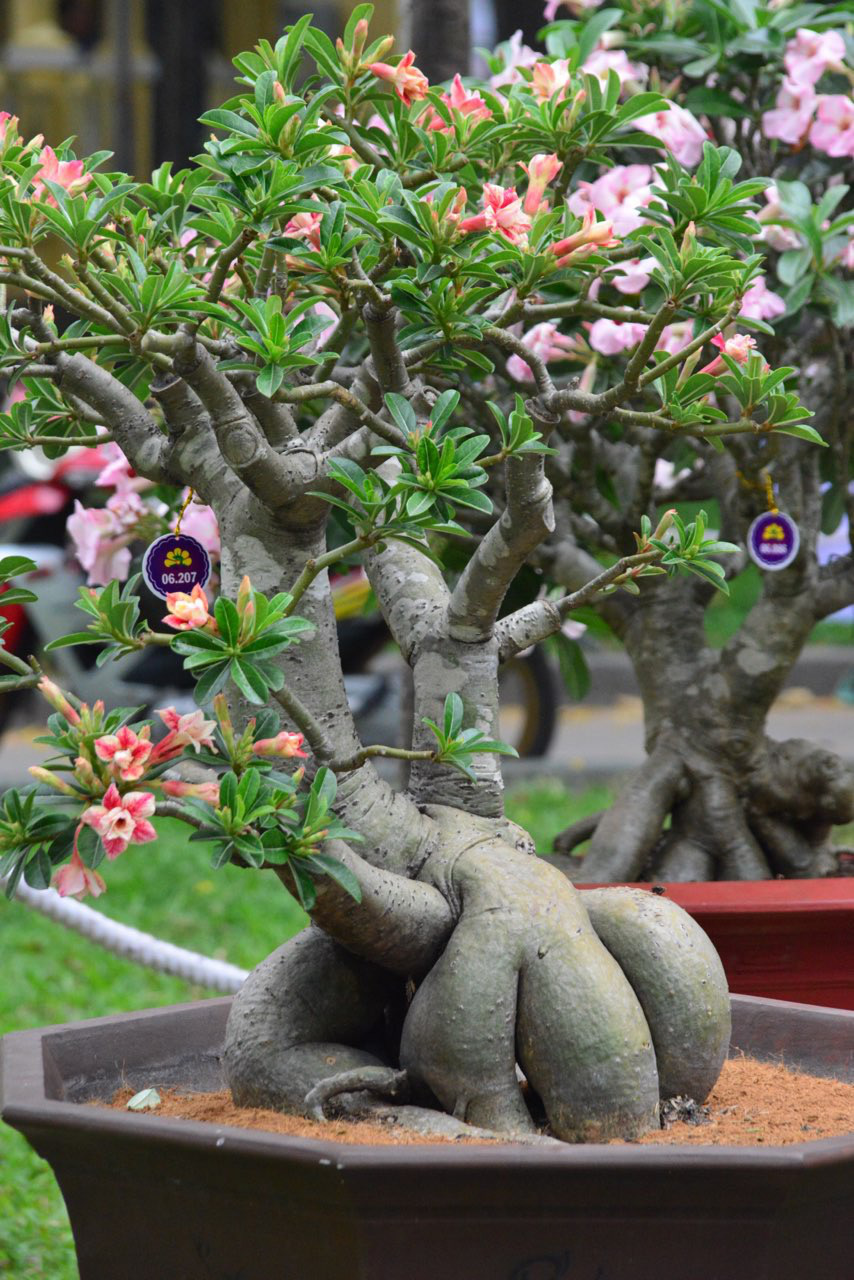 Hội Hoa Xuân TP HCM 2018: Ngất ngây trước kỳ hoa dị thảo - Ảnh 14.