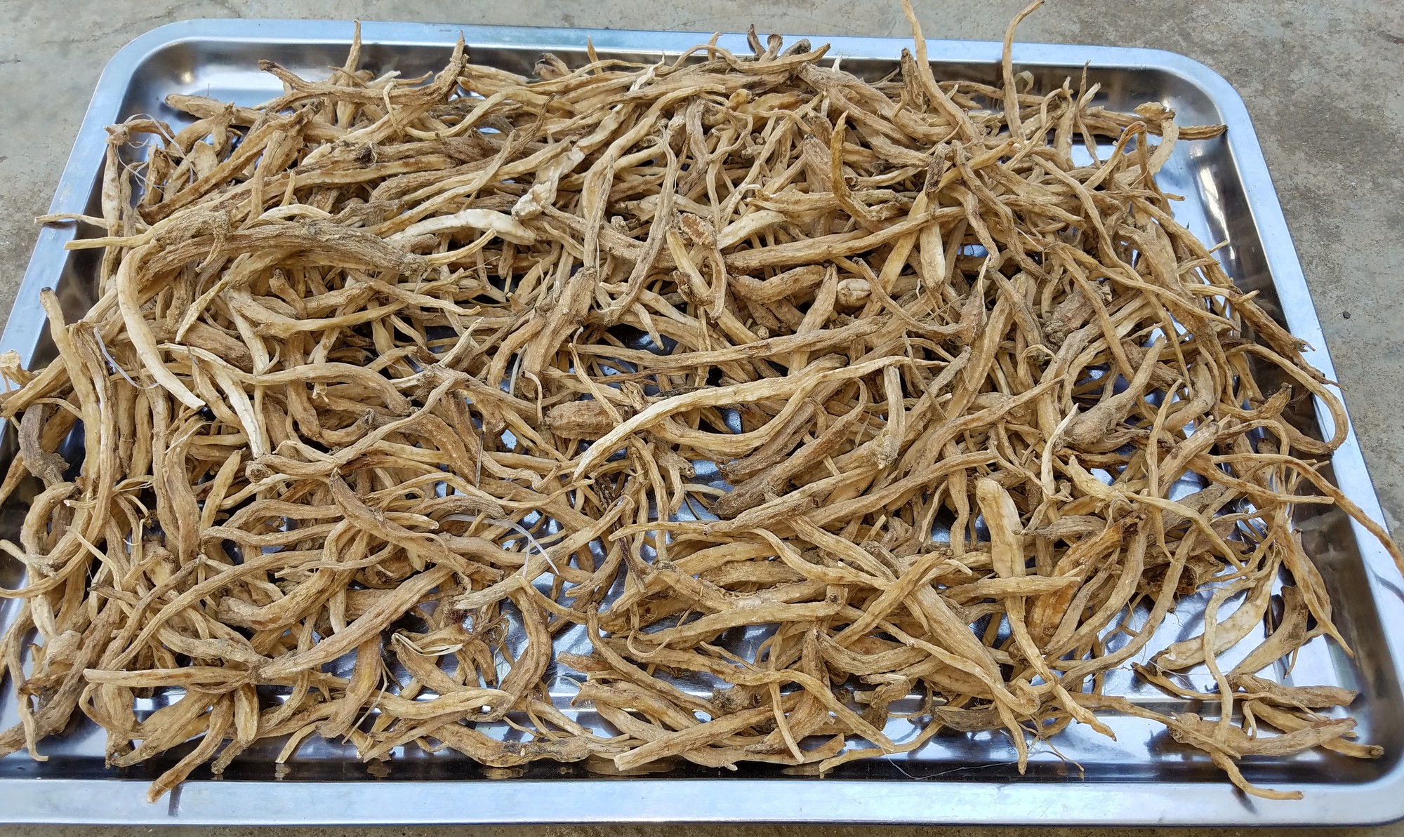 Về với xứ sở sâm dây - Ảnh 3.