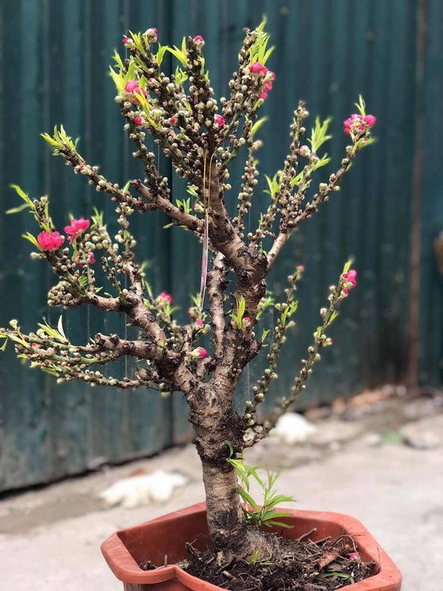 Đ&agrave;o thất thốn Trung Quốc đại n&aacute;o thị trường c&acirc;y cảnh - Ảnh 2.