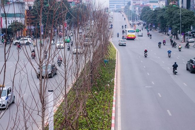 Hàng cây phong lá đỏ nảy lộc đón Tết giữa đường phố Thủ đô Địa ốc - Ảnh 11.