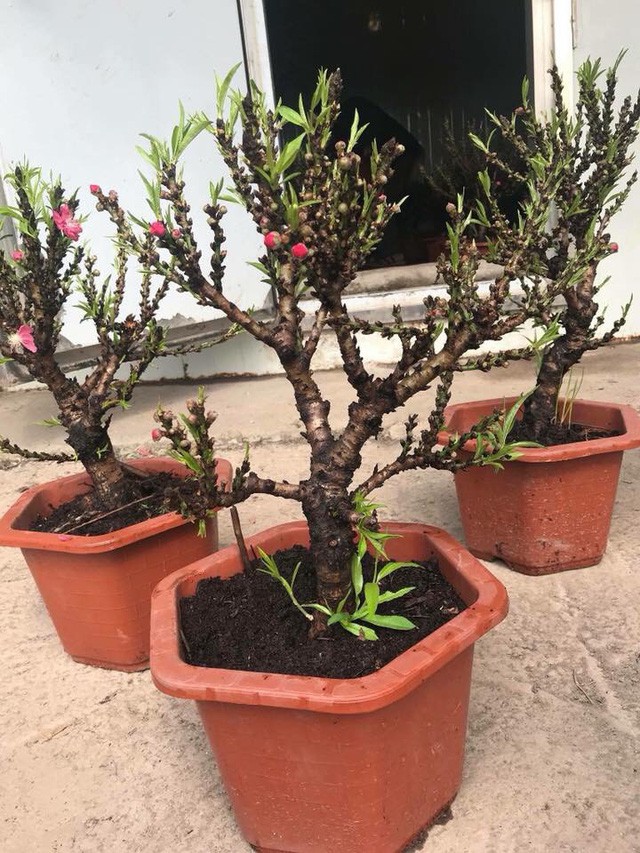 Đ&agrave;o thất thốn Trung Quốc đại n&aacute;o thị trường c&acirc;y cảnh - Ảnh 4.
