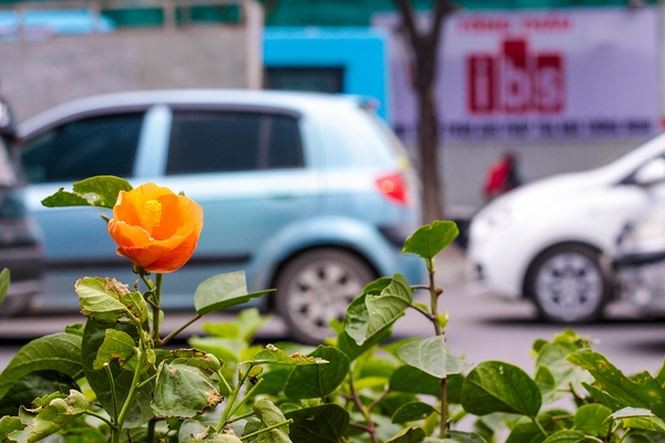 Hàng cây phong lá đỏ nảy lộc đón Tết giữa đường phố Thủ đô Địa ốc - Ảnh 10.