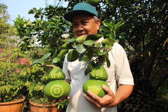 Thu hoạch bưởi hồ l&ocirc;, nh&agrave; vườn lời khủng trong dịp Tết - Ảnh 5.